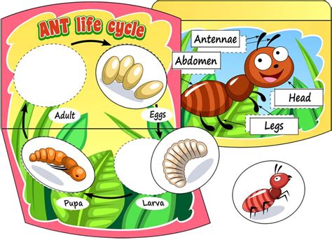 Ant Life Cycle Diy Book And Worksheet Teachersmag Ant Life Cycle Worksheet - Ant Life Cycle Worksheet