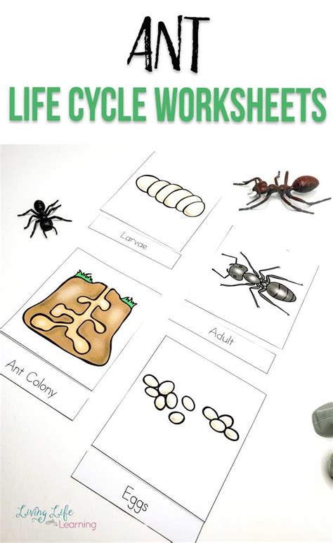 Ant Life Cycle Worksheet   Ant Life Cycle Worksheets - Ant Life Cycle Worksheet
