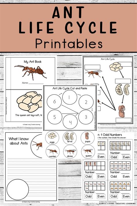 Ant Life Cycle Worksheets Ant Life Cycle Worksheet - Ant Life Cycle Worksheet