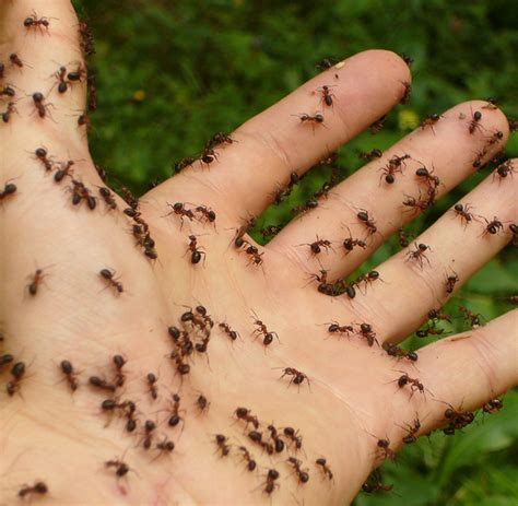 ant pest control near me