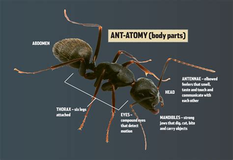  Ant Science - Ant Science