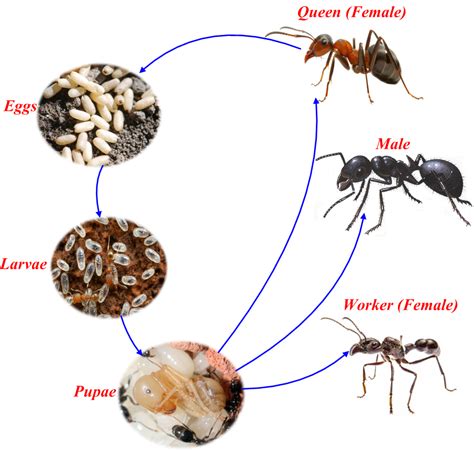 Read Ant Colony Optimization And Its Application To Adaptive 