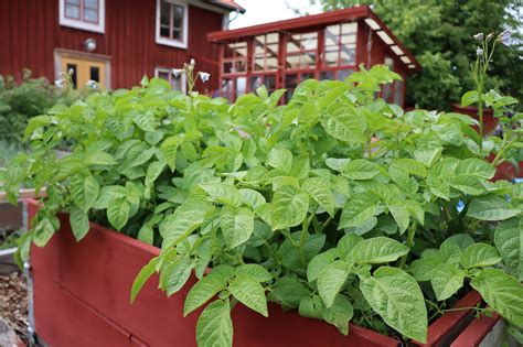 antal potatis i pallkrage