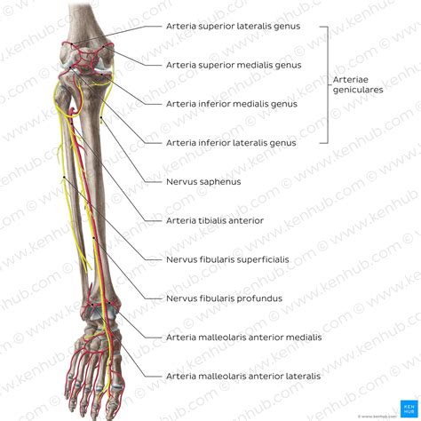 anterior anatomie