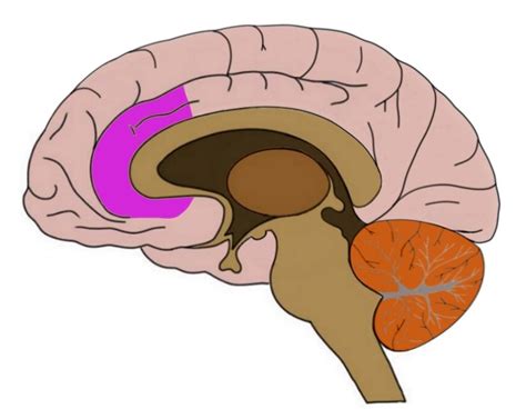 Anterior Cingulate Cortex Acc