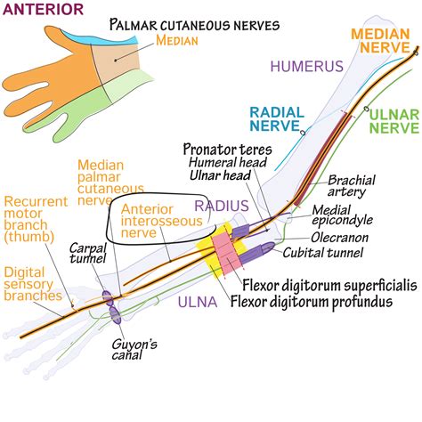 Anterior Interosseous Nerve Anatomy