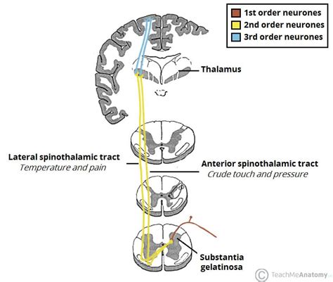 Anterolateral System Spinothalamic Tract