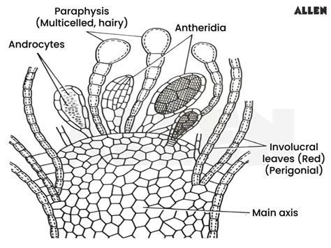 Antheridium Plant
