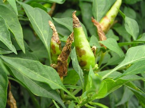 Anthracnose Of Chilli