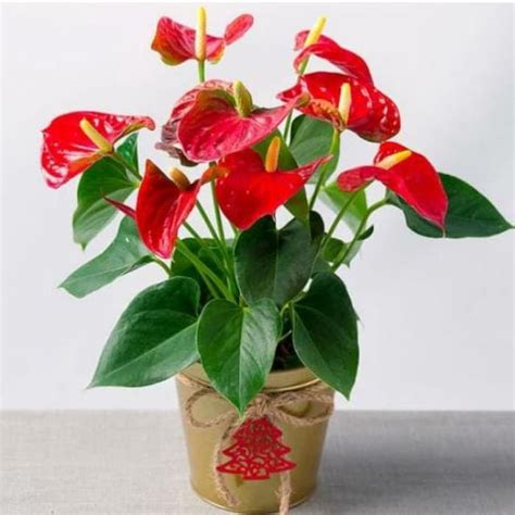 anthurium mickey mouse