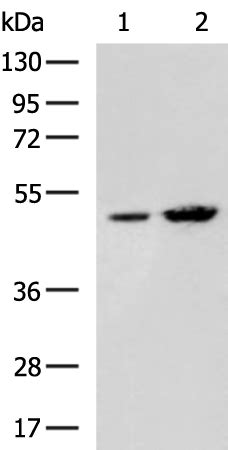 anti-GDF9 antibody Product No. ABIN6333718