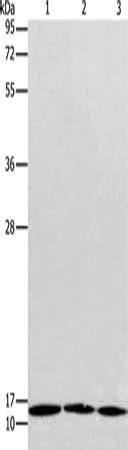 anti-Homo sapiens (Human) RPS27 Antibody raised in Rabbit