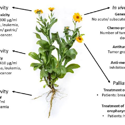 Full Download Anti Inflammatory Activity Of Flower Extract Of Calendula 
