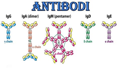 antibodi adalah