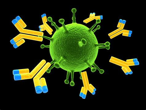 Antigen And Antibody Complex