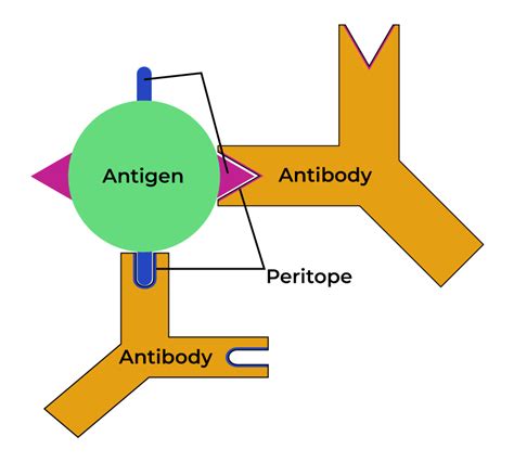 Antigen Antibody Interaction