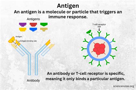 antigen interference