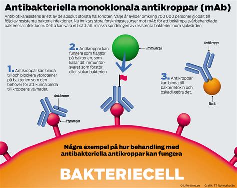 antigen och antikropp