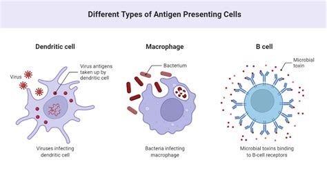 Antigen Presenting Cells
