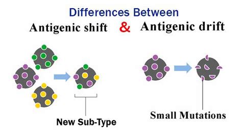 Antigenic Drift Antigenic Shift