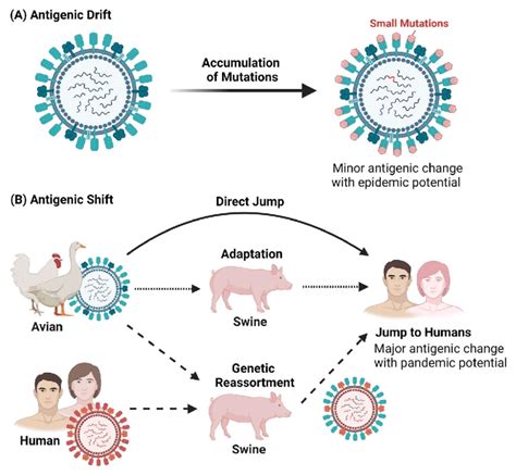 Antigenic Drift Vs Shift