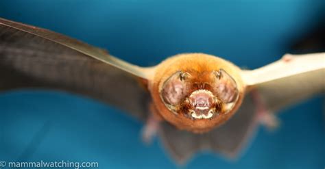 Antillean Ghost Faced Bat