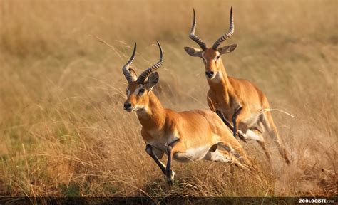Antilopes Mots Fléchés