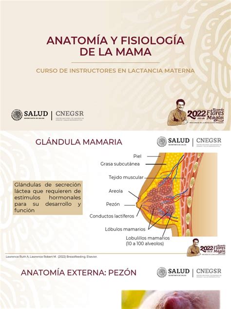 Antomia De La Mama