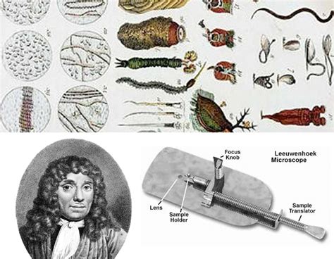 anton van leeuwenhoek discoveries
