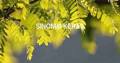 antonim keras | Antonimlawan kata dari keras Brainlycoid