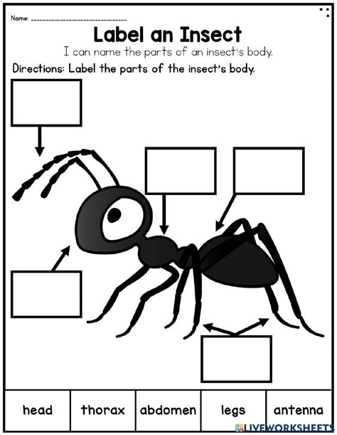 Ants For Second Grade