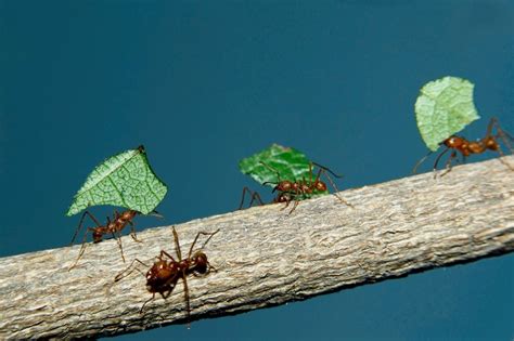 Ants Invented Agriculture Long Before Humans Started Watching Edu Science Ant Farm - Edu Science Ant Farm