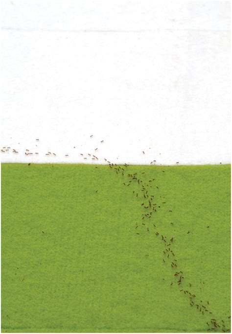 Ants Use Math To Find Fastest Route Insect Ant Math - Ant Math
