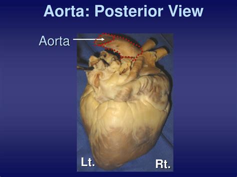 Aorta Fetal Pig Function