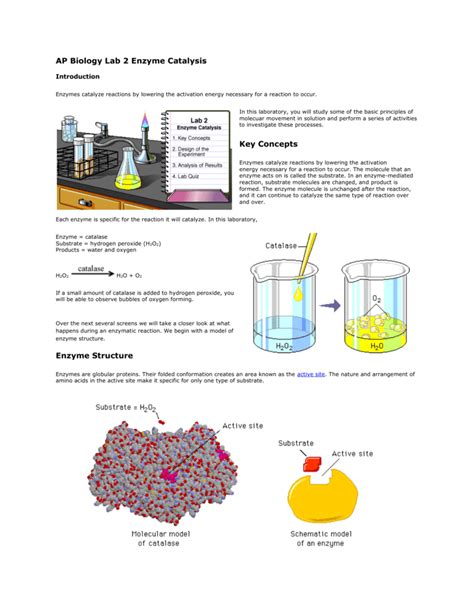 Ap Bio Enzyme Catalysis Lab Report