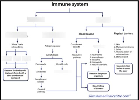 Ap Bio Immune System