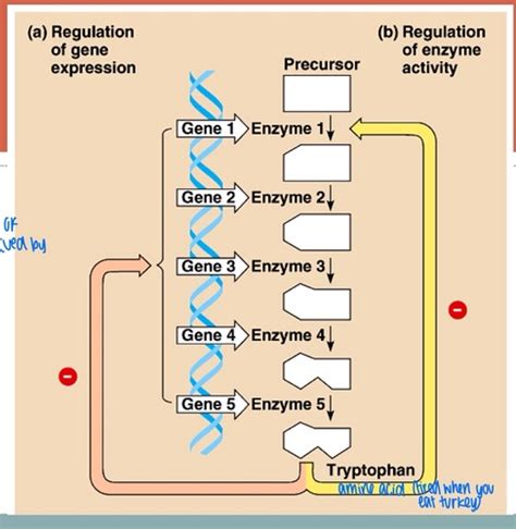 Ap Biology Chapter 18 D Reading Answers