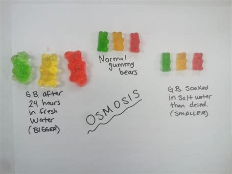 Ap Biology Gummy Bear Lab Osmosis 7th Grade Worksheet - Osmosis 7th Grade Worksheet
