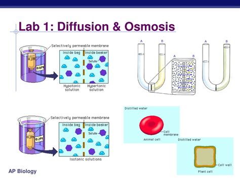 Ap Biology Lab 1 Diffusion Osmosis