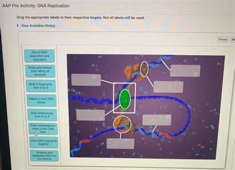 Ap Flix Activity Dna Replication