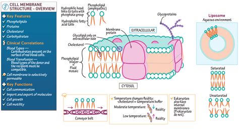 Read Online Ap Bio Membrane Structure And Function Pogil Intlekore 