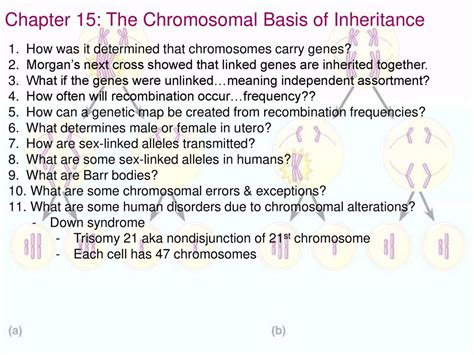 Read Online Ap Chapter 15 The Chromosomal Basis Of Inheritance Answers 