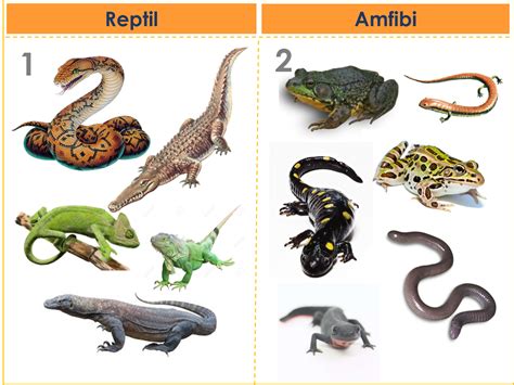 Apa Itu Amfibi