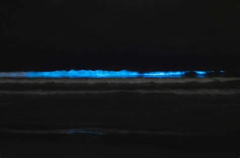 apa itu bioluminescence