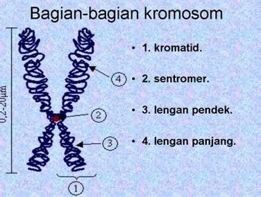 apa itu kromosom