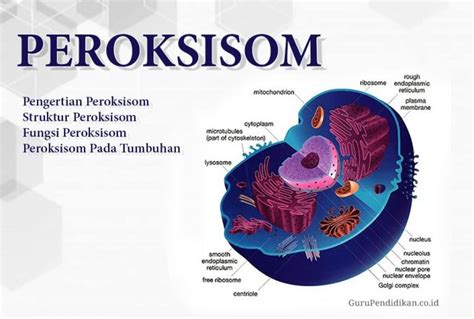 apa itu peroksisom