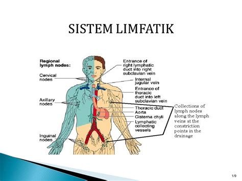apa itu sistem limfatik