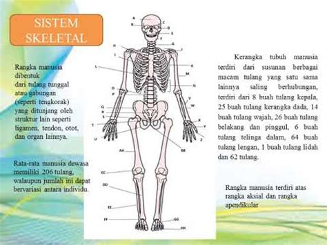 apa itu sistem muskuloskeletal