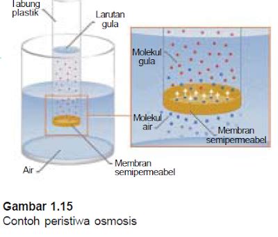 apa yang dimaksud dengan osmosis