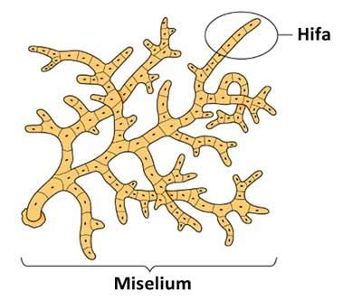 apa yang dimaksud hifa dan miselium